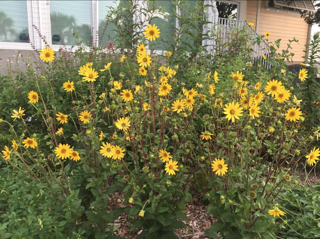 Starry Rosinflower - Hardy Florida Native Wildflower — Florida